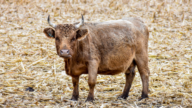 Ilustrasi sapi mini. Foto: shutterstock