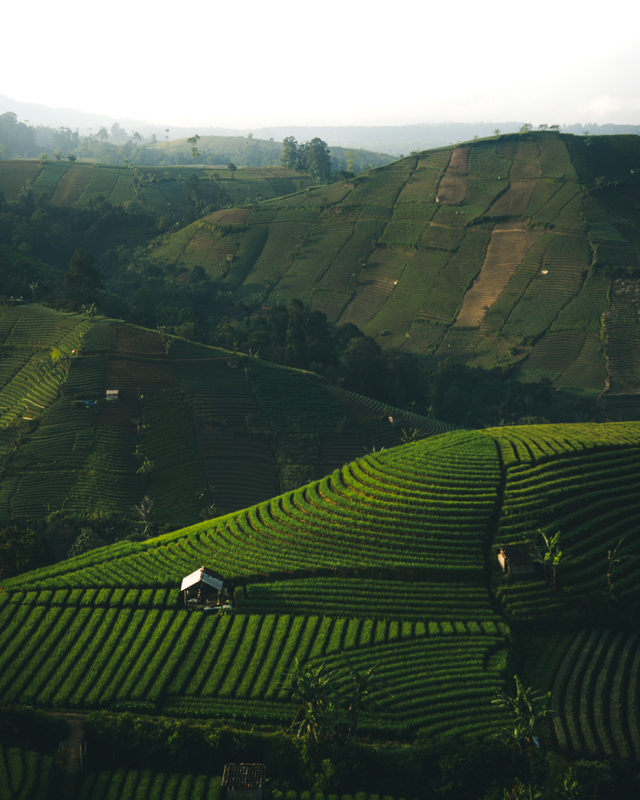 Pesona Bukit Panyaweuyan di Majalengka Foto: Shutter Stock