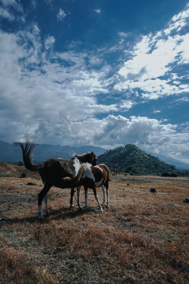 Panorama Savana Tianyar di Bali Foto: Shutter Stock