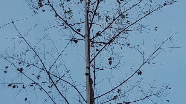 Kondisi daun Pohon Mersawa berguguran setelah sepuluh hari ditanaman Presiden Jokowi saat Hari Pers Nasional 8 Februari 2020. Dishut Kalsel