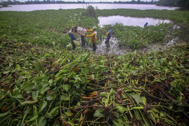Proses eutrofikasi menyebabkan munculnya eceng gondok Foto: ANTARA FOTO/Fauzan