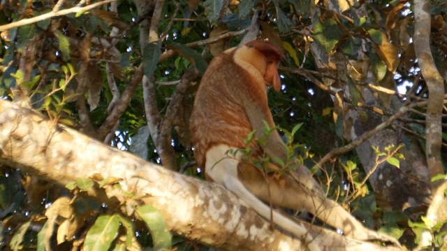Bekantan jantan tengah bersantai. Foto: Niken Nurani/kumparan