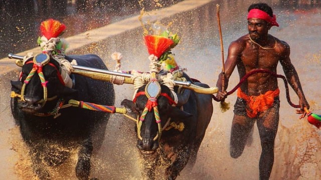 Srinivasa Gowda pelari balap kerbau India menyelesaikan balapan 100 m lebih cepat 0,03 detik dari rekor dunia sprint 100 m yang diciptakan Usain Bolt. Foto: Thequint.com