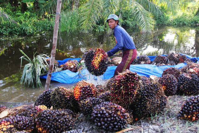 Seorang petani membongkar muatan tandan buah segar (TBS) sawit di Desa Raja Bejamu Kabupaten Rokan Hilir, Riau, Rabu (19/2). Foto: ANTARA FOTO/Aswaddy Hamid
