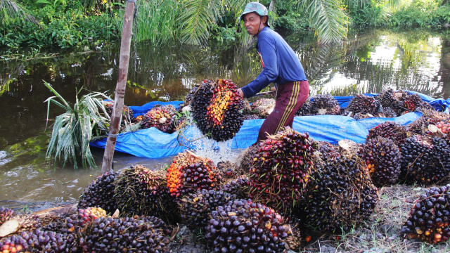 Seorang petani membongkar muatan tandan buah segar (TBS) sawit. Foto: ANTARA FOTO/Aswaddy Hamid