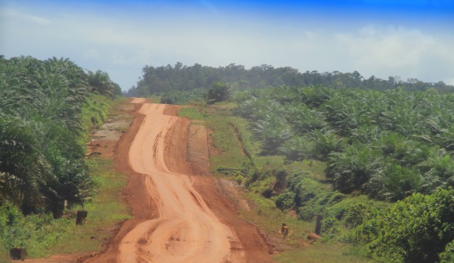 Salah satu kawasan perkebunan kelapa sawit di Distrik Muting, Kabupaten Merauke. (BumiPapua.com/Abdel Syah)