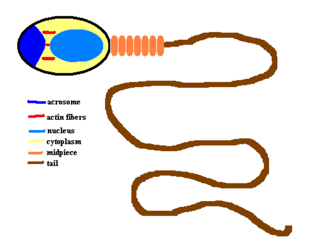 https://upload.wikimedia.org/wikipedia/commons/f/f5/Prefertilization_Sperm_cell.PNG