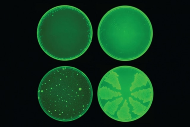 Ilmuwan di MIT memakai teknologi kecerdasan buatan untuk menemukan antibiotik super yang bisa membunuh bakteri kuat. Foto: Collins Lab at MIT