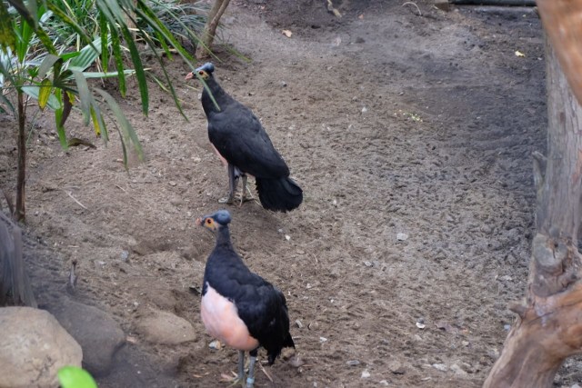 Burung Maleo Senkowar yang sudah ada di Eco Green Park, JTP II, Batu. Foto: rizal adhi pratama