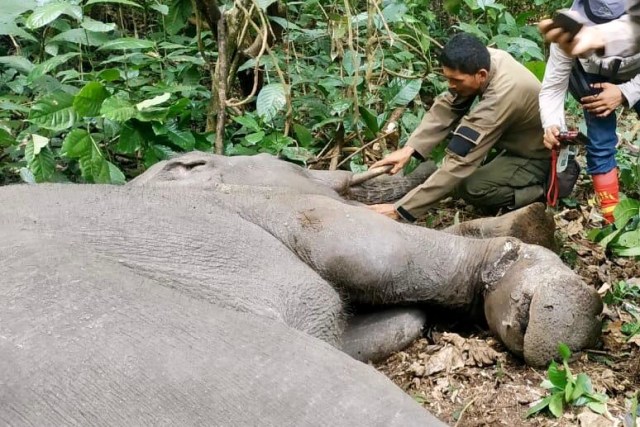 Petugas BKSDA membebaskan gajah yang terkana jerat. Foto: Syahrul Rizal 