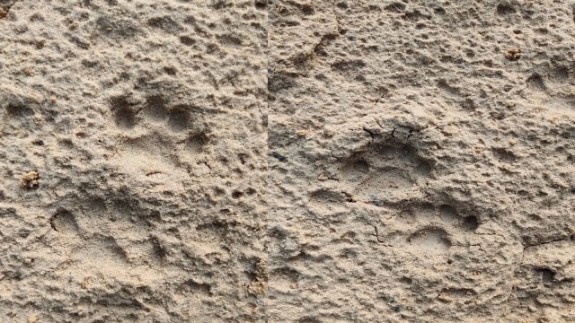 JEJAK kaki Harimau Sumatera (Panthera tigris sumatrea) di areal perkebunan kelapa sawit PT Surya Bratasena Plantation, Senin malam (24/2/2020).  
