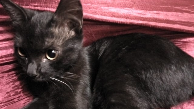 Kucing korban tabrak lari yang ditolong ojol. Foto: Dok. Juniar Setyo Pambudi