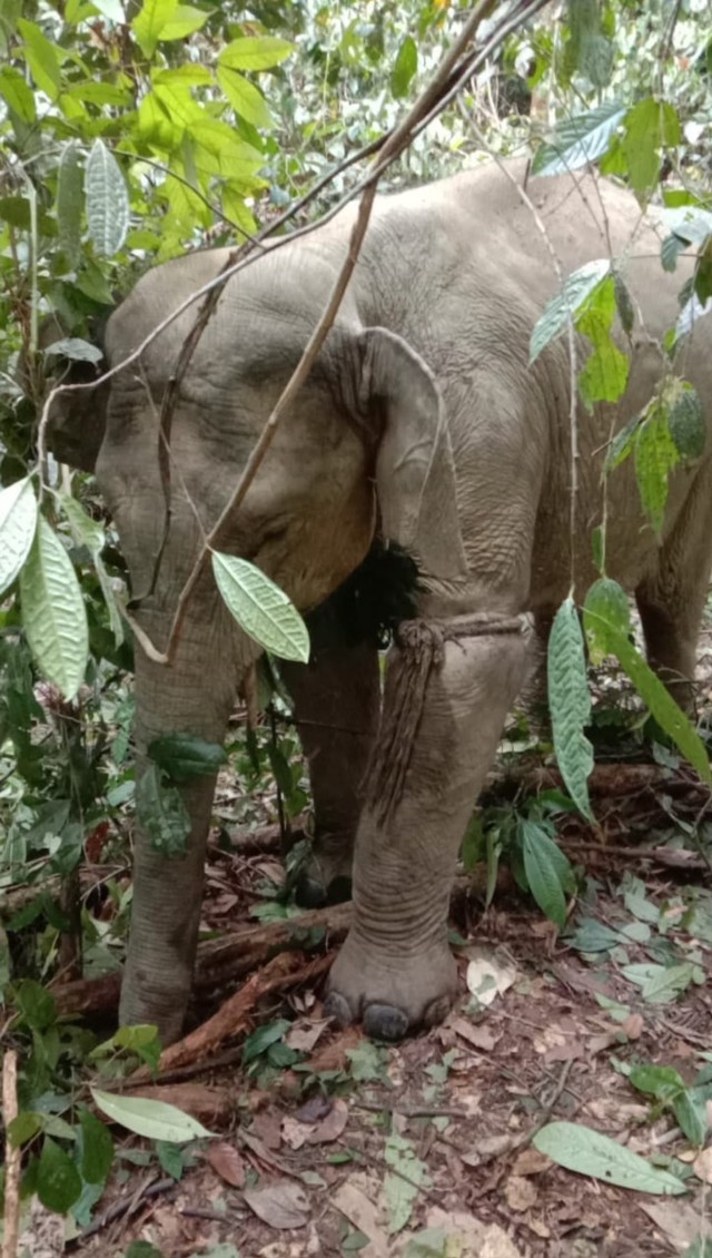 Kondisi seekor gajah jantan yang terkena jerat di Aceh Timur. Foto: Dok. Istimewa