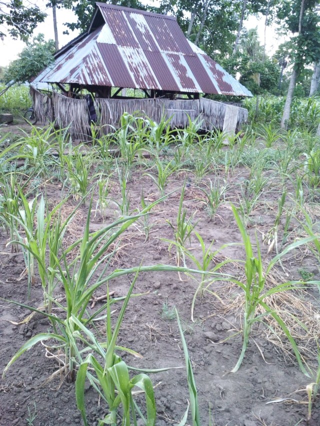 Tanaman jagung petani di Desa Bungamuda yang terancam kering akibat minimnya curah hujan. Foto: Teddi Lagamaking. 