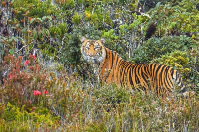Harimau Sumatera. Doc. Foto: Balai TN Gunung Leuser