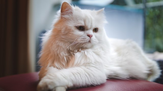 Ilustrasi Kucing Persia. Foto: Shutter Stock