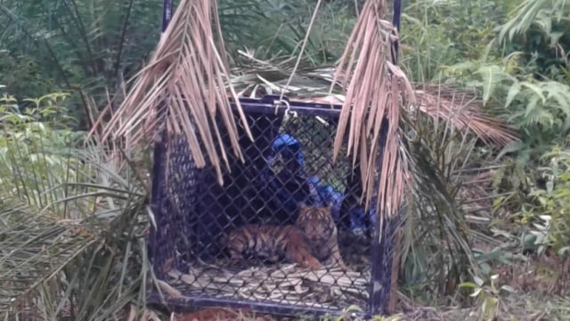 Harimau yang berhasil ditangkap dengan perangkap. Dok. warga untuk acehkini