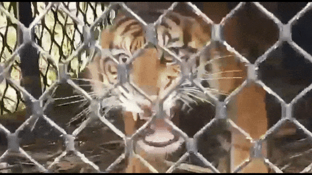 Seekor Harimau Sumatera pemangsa ternak masuk perangkap di Subulussalam, Aceh. Foto: Yudiansyah