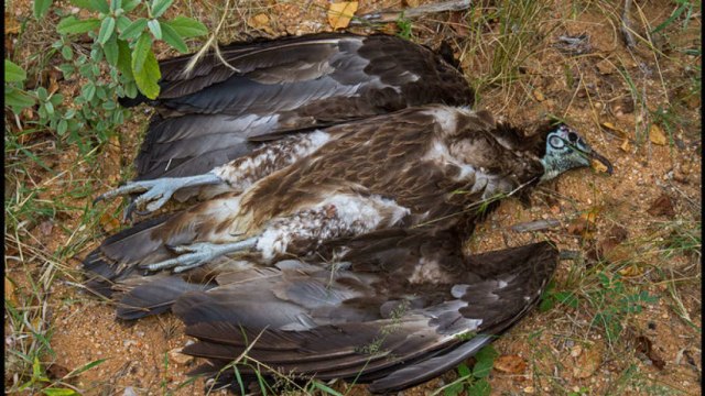 Burung Nasar yang ditemukan tewas.  Foto: Andre Botha/Vulture Conservation Foundation (VCF)