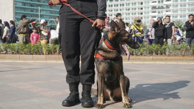 Polisi satwa K-9 mempertunjukan keahlian anjing pelacaknya saat Car Free Day di Kawasan Bundaran HI, MInggu (8/3). Foto: Irfan Adi Saputra/kumparan