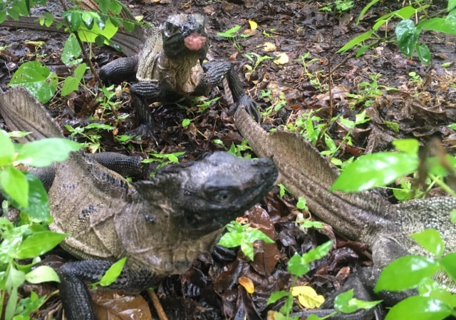 Satwa purba Hydrosaurus Amboinensis atau Soa Layar yang dilepasliarkan BKSDA Sulteng. Foto: Dok. BKSDA Sulteng