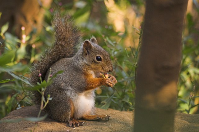 Seekor tupai sedang memakan kacang. Sumber gambar: Wikimedia Commons