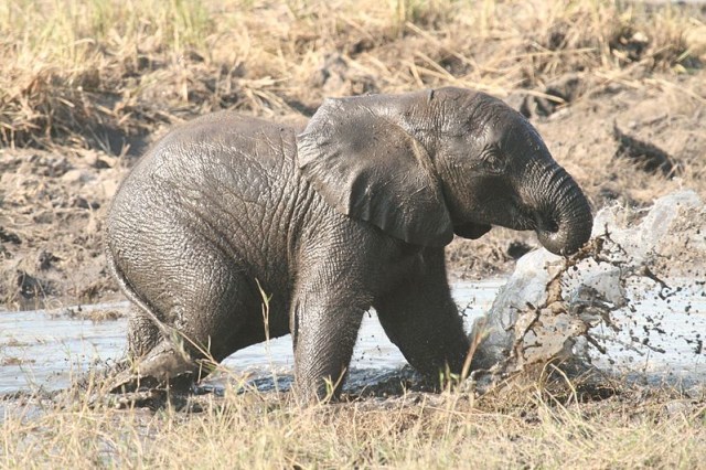 Bayi gajah sedang bermain lumpur. Sumber gambar: Wikimedia Commons.