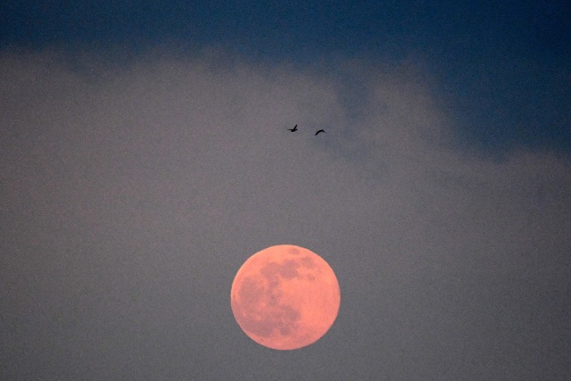 Ilustrasi supermoon pink. Foto: AFP/HEULER ANDREY