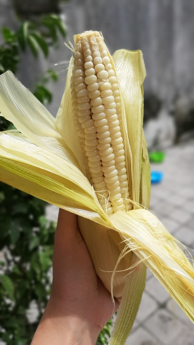 Jagung ketan Foto: Azalia Amadea/Kumparan