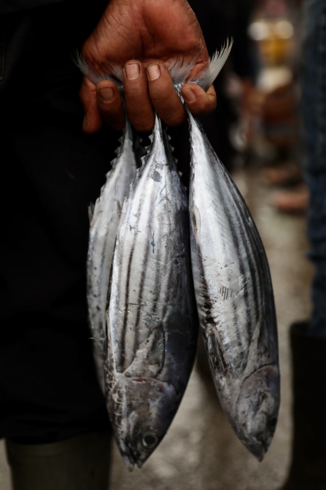 Ikan Tongkol di pasar Pelabuhan Lampulo, Banda Aceh. Foto: Suparta/acehkini
