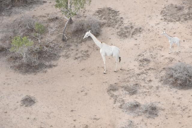 Jerapah putih Foto: Ishaqbini-Hirola Community Conservancy via Facebook