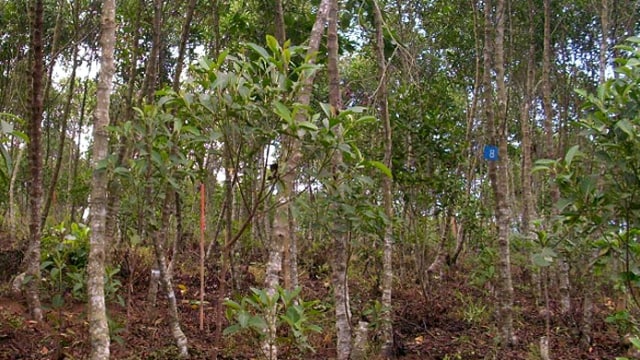 Tanaman obat kina banyak tumbuh di Jawa Barat. (Foto: Gamboeng.com)
