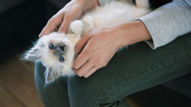Tips Memelihara Kucing Saat Program Hamil