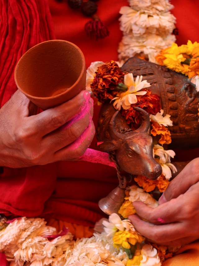 Seorang anggota Akhil Bharat Hindu Mahashaba memegang patung sapi setelah meminum urine sapi. Foto: Reuters/Danish Siddiqui