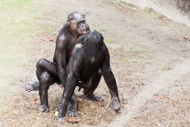 Bonobo sedang melakukan hubungan seks. Sumber gambar: Wikimedia Commons.