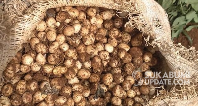 Kacang tanah jenis kacang bogor yang dipanen petani Desa Nangerang, Kecamatan Jampang Tengah, Kabupaten Sukabumi. | Sumber Foto:Ragil Gilang