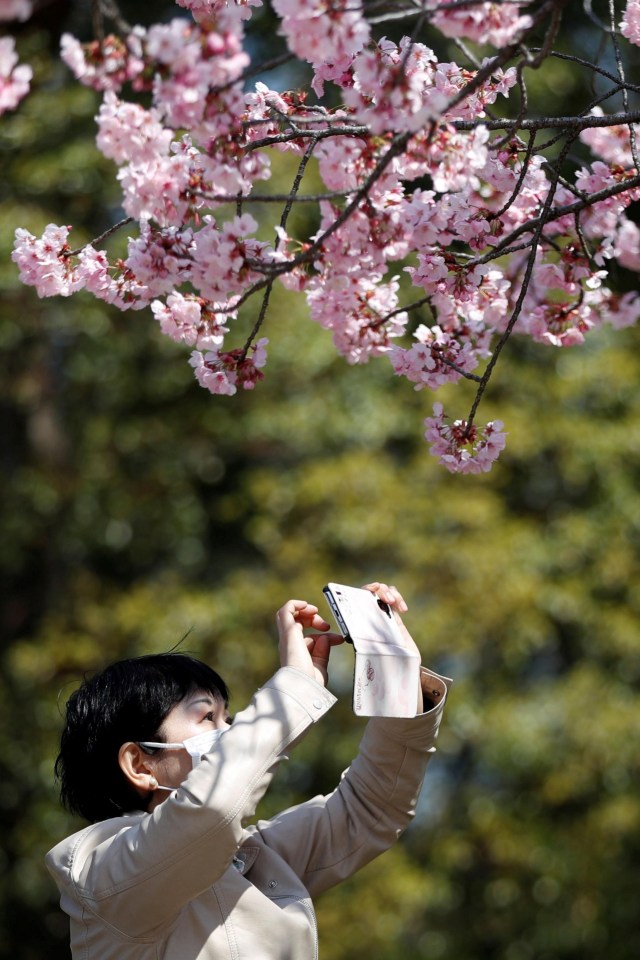 Pengunjung memotret bunga sakura yang mekar di area di Taman Ueno di Tokyo, Jepang, (19/3/2020). Foto: REUTERS/Issei Kato