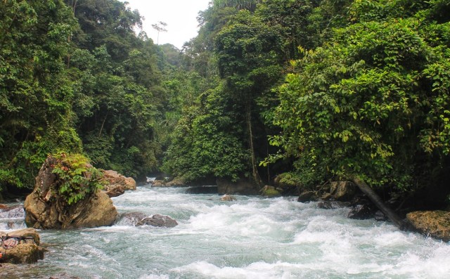 Sungai Krueng Baro. Expedisi Leuser 2015