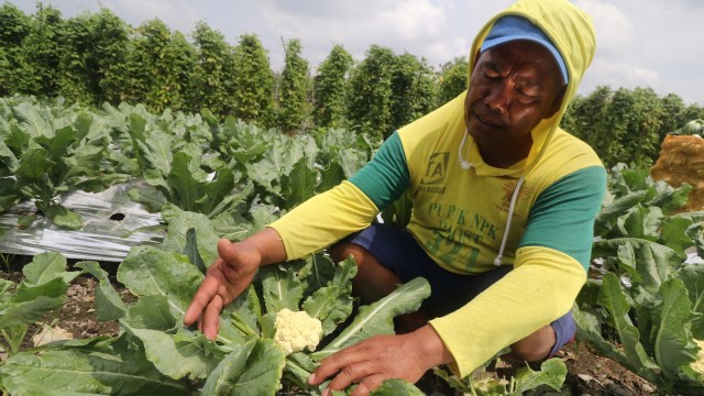Petani memanen bunga kol di area persawahan Desa Mukuh, Kediri, Jawa Timur. Foto: ANTARA FOTO/Prasetia Fauzani