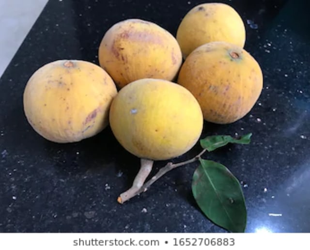Ilustrasi Buah Kecapi. Shutterstock