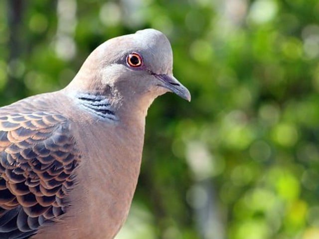 Penampakan Burung Perkutut, Dok: pixabay