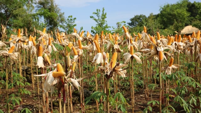 Lahan jagung di Tuban. Foto: Dok. Kementan