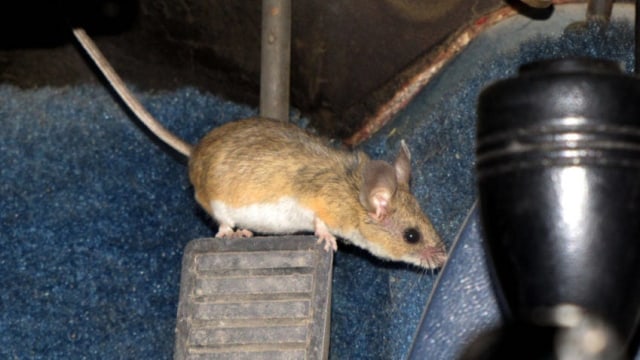 Ilustrasi tikus di dalam mobil. Foto: Bryant Olsen/Flickr/Creative Commons