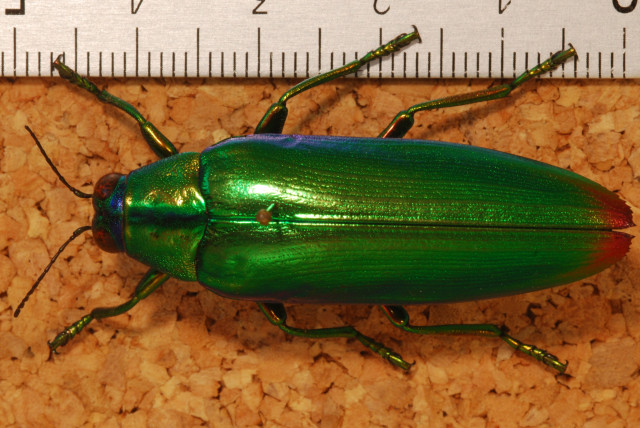 Ukuran Samber Lilin, Dok: wikimedia