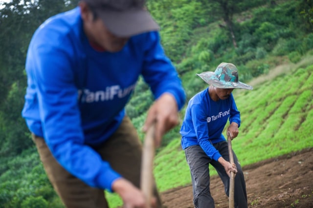 Para mitra petani TaniFund mencangkul lahan sebelum menanam bibit kentang granola di Ciwidey, Jawa Barat. Foto: Bhisma Adinaya/Tanihub Group