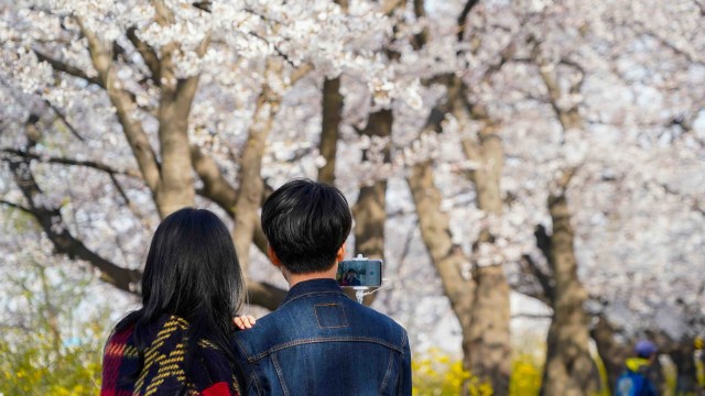 Pasangan berfoto di jalan dekat taman pohon sakura di Seoul, Korea Selatan. Foto: Reuters/KIM HONG-JI