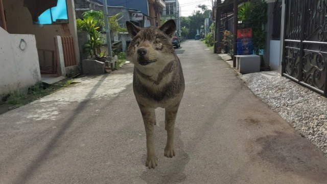 Tampilkan hewan 3D di Google Search. Foto: Bianda ludwianto/kumparan