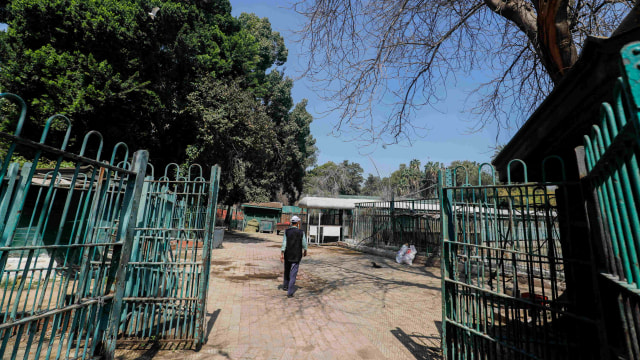 Seorang karyawan Kebun Binatang Giza berjalan di sepanjang jalan kosong yang tanpa pengunjung. Foto: REUTERS/Amr Abdallah Dalsh