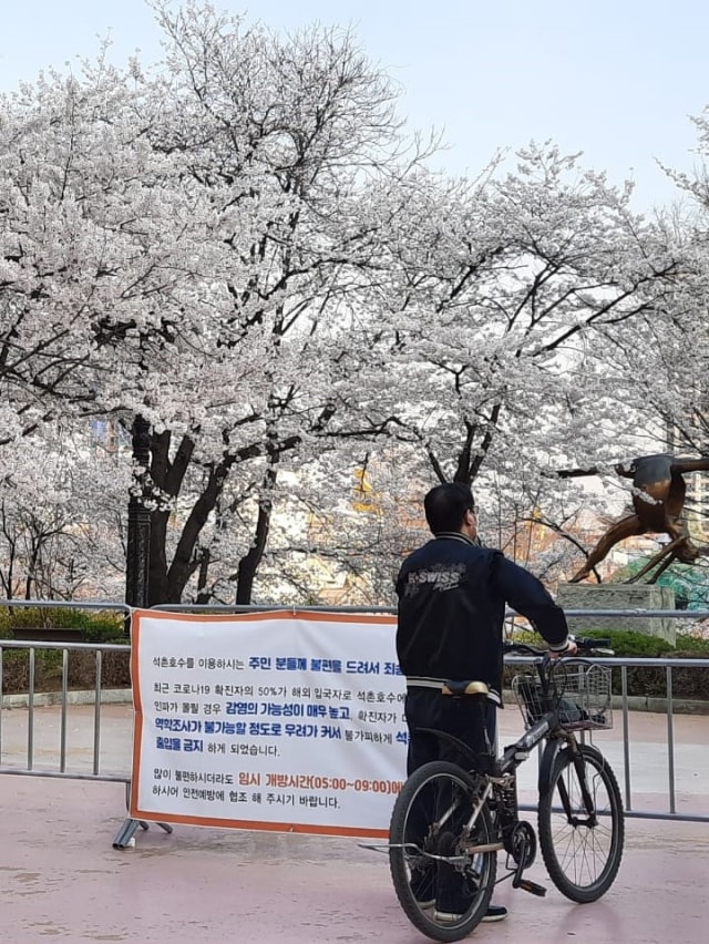 Warga menikmati sejenak keindahan sakura di taman sekitar Danau Seokcho, Korea Selatan. Foto: Khiththati/acehkini