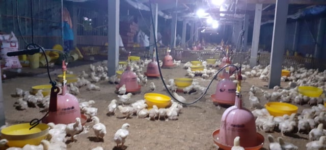 Suasana peternakan ayam. Foto: Erfanto